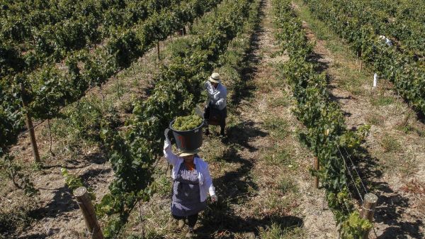 Local Women Harvesting (photo: CVR Tejo)