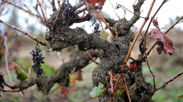 Old Vines Castelão (photo: Ricardo Palma Veiga)