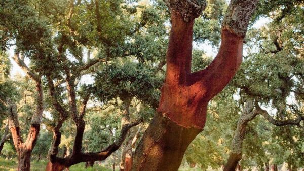 Cork Forests (photo: Alamy)