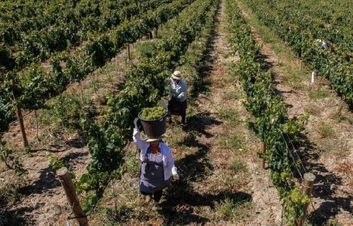 Harvest by the Community