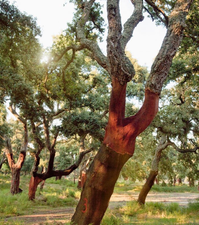 Use of Cork from the Local Forests