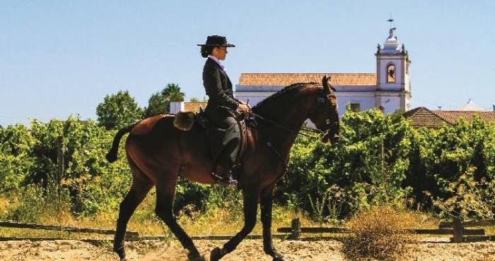 Lusitano Horses