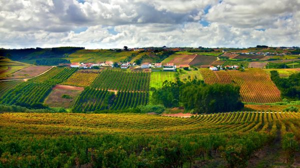 Vineyards (photo: Alamy)