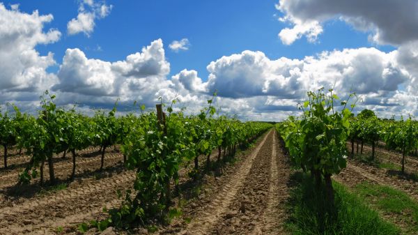 Tejo Vineyards (photo: Alamy)