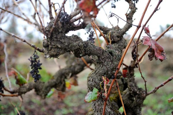 Portuguese Wines of Tejo Have Big Appeal